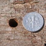 Asian longhorned beetle exit hole (from an emerging adult). (Image: Joe Boggs, Ohio State University, Bugwood.org)