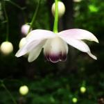 False anemone flower