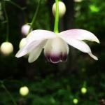 Anemonopsis (false anemone) - flower