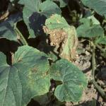 Brown spots scattered across cucurbit leaves