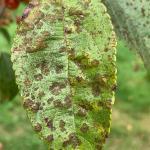 Apple scab foliar lesions on crabapple (Malus).