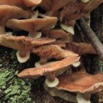 Annual mushrooms produced by Armillaria often form in large clusters at the base of infected trees