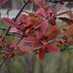 Aronia fall color
