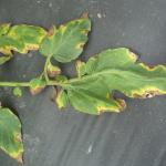 Browning along edges of tomato leaves