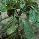 Dark spots and streaks on pepper leaves