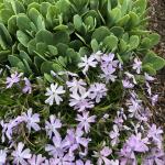 Phlox subulata lavender flowers