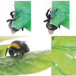 Bumble bee (Bombus terrestris) chewing a leaf. Pashalidou et al. 2020.