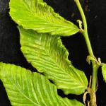 Distorted and thickened (leathery) leaves of European beech (Fagus sylvatica) infected by the beech leaf disease nematode (Litylenchus crenatae ssp. mccanii)
