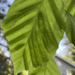 Dark, interveinal bands on an American beech (Fagus grandifolia) leaf infected by the beech leaf disease nematode (Litylenchus crenatae ssp. mccanii)