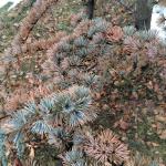 Blue Atlas Cedar with winter damage