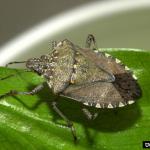 A shield-shaped bug with pointed "shoulders" and alternating white and dark stripes along the edge of the abdomen.