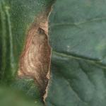 Close up of a brown lesion on a tomato stem. Gray sporulation is visible.