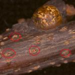 Fig. 3: A red oak (Quercus rubra) stem with an adult lecanium scale and numerous pycnidia (spore-bearing structures), produced by Botryosphaeria, rupturing through the bark. 