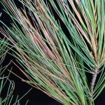 Symptoms of Septorioides needle blight (Septorioides strobi) on eastern white pine (Pinus strobus). Photo by N. Brazee