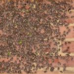 Large numbers of adult BMSB congregate on the side of a home. Photo: Dr. Tracy Leskey (USDA-ARS)