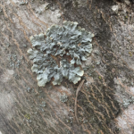 A lichen on a tree. Photo credit Bill Uhrich