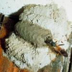 Mud dauber nest. Photo credit Bugwood Wiki