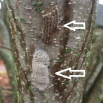 Spotted lanternfly egg masses, covered (bottom) and uncovered (top). Photo credit Pennsylvania Dept of Agriculture