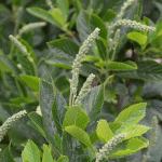 Clethera alnifolia flower bud