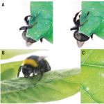 Bumble bee (Bombus terrestris) chewing a leaf. Pashalidou et al. 2020. 