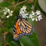 Butterfly on Heptacodium flower