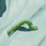 A green "inchworm" caterpillar