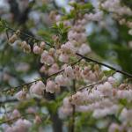 Carolina silverbell pink flowered cultiver