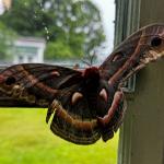 Cecropia moth in VT on 6/10/2024. (Photo courtesy of: Laurie Benoit.)