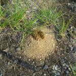A single Cerceris fumipennis nest opening that has been blocked with sand. This is typically what active C. fumipennis nests look like following rain the day prior or early in the morning. A wasp is inside this subterranean nest, and their activity leads to the opening becoming plugged with soil, which they will eventually remove. (Photo: T. Simisky, 2011)