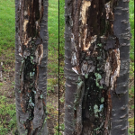 Figure 1: Large trunk crack on a Japanese flowering cherry (Prunus serrulata 'Kanzan') most likely caused by freeze injury. 