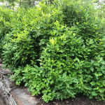 Clethera alnifolia colonized plant