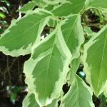 Cornus kousa 'Samaritan' leaves