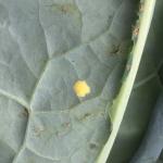 An egg mass of light yellow overlapping eggs on the underside of a brassica leaf.