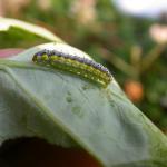 A green and yellow striped caterpillar