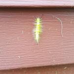 Definite tussock moth caterpillar