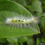 A definite tussock moth caterpillar. (Image: Pennsylvania Department of Conservation and Natural Resources - Forestry, Bugwood.org)