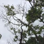 Canopy dieback of flowering dogwood (C. florida) due to dogwood anthracnose. 