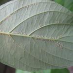 The underside of a dogwood leaf with many small raised bumps along the leaf veins.