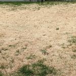Zoysiagrass in a lawn area in late April, note characteristic “bleached” coloration (photo by C. Yurkunas).