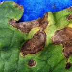Brown dried blotches on tomato leaves. 