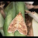 A tan moth with darker striations on the wings.