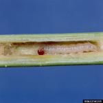 A tan caterpillar with a dark head capsule within a cut open stem.