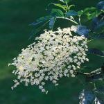 Elderberry flower. Photo by Stephen Dalton/Natural History Photographic Agency 