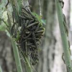 Euonymus caterpillars and webbing clinging to defoliated host plant stems. (T. Simisky)