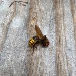 A deceased European hornet seen in Millis, MA on 5/29/20. (Photo Courtesy of Loring Barnes)