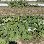 A picture of a plot of cucumbers on white plastic