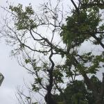 Canopy dieback of flowering dogwood (C. florida) due to dogwood anthracnose.