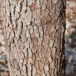 Cornus florida bark