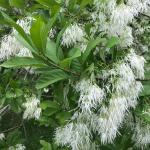 Chionanthus virginicus, White Fringetree flowers