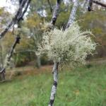 Fruitcose lichen